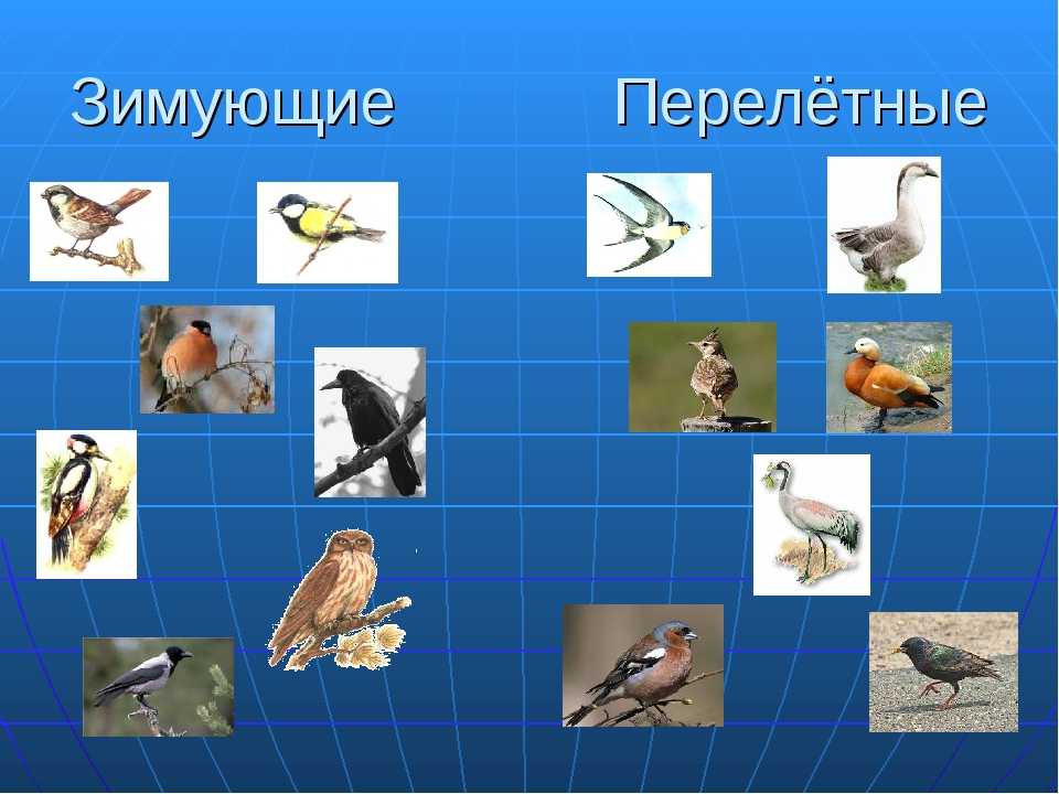 Перелетные и зимующие птицы презентация