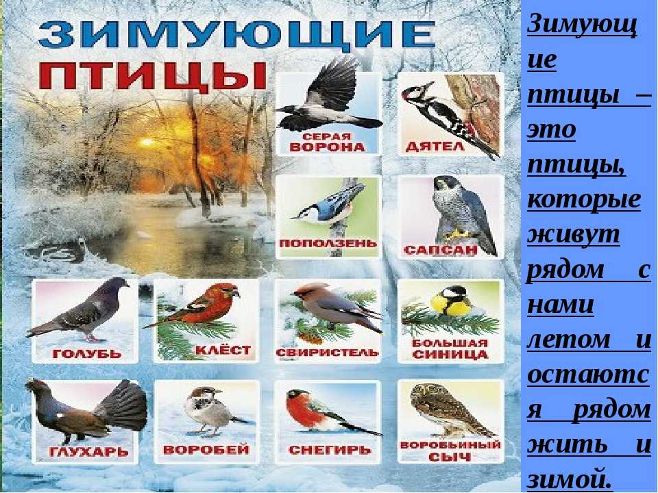 Зимующие птицы — какие птицы зимуют в россии, подборка фото
