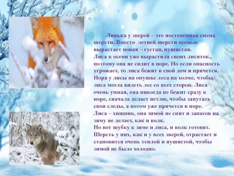 Сколько живет зима. Как зимует лиса рассказ. Лиса готовится к зиме. Лисп как готовится к зиме. Как животные зимуют лиса.