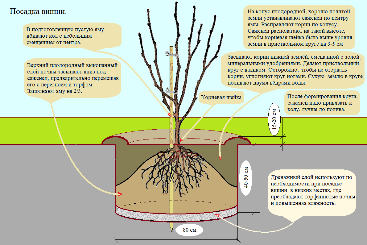Схема посадки саженцев плодовых деревьев в саду