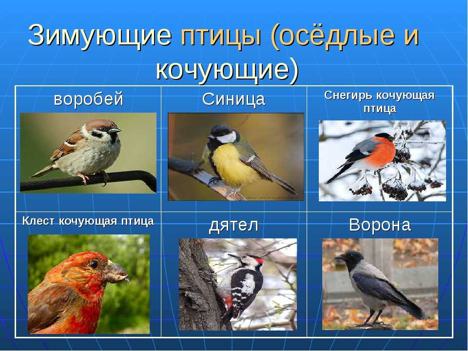 Зимующие птицы россии с названиями и фото для детей всех групп | список птиц
