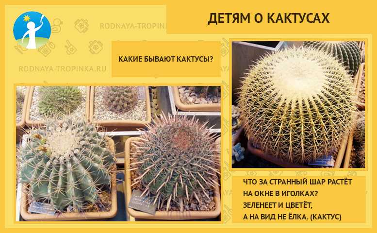 Кактусы - домашние растения