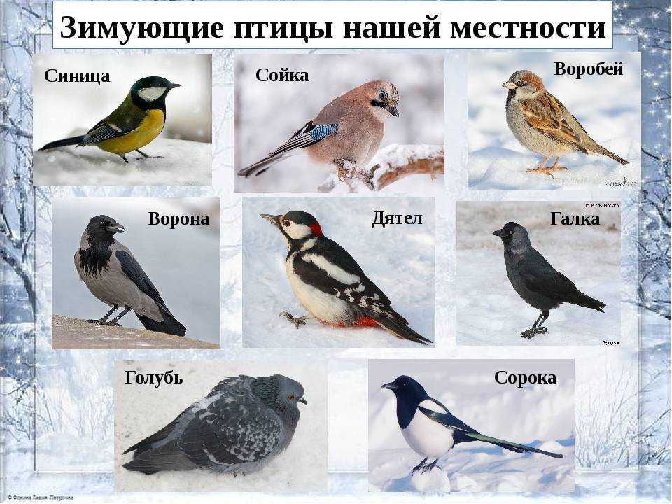 Зимующие птицы. названия, описания и особенности зимующих птиц | живность.ру