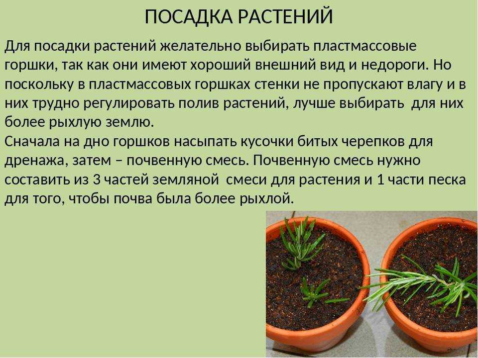 Как растить и ухаживать. Правило посадки комнатных растений. Процесс посадки комнатных растений. Порядок высаживания растений. Посев и посадка цветочных растений.