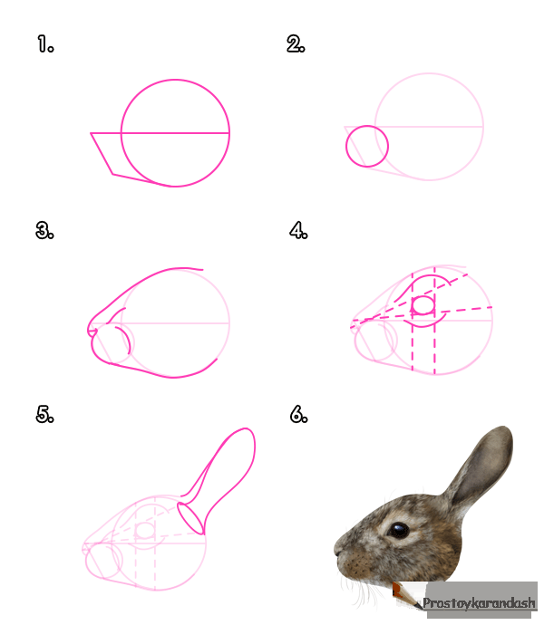 Как нарисовать кролика поэтапно карандашом - поэтапные инструкции для детей, фото идеи и примеры