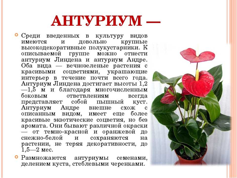 Антуриум: уход в домашних условиях, особенности выращивания цветка - sadovnikam.ru