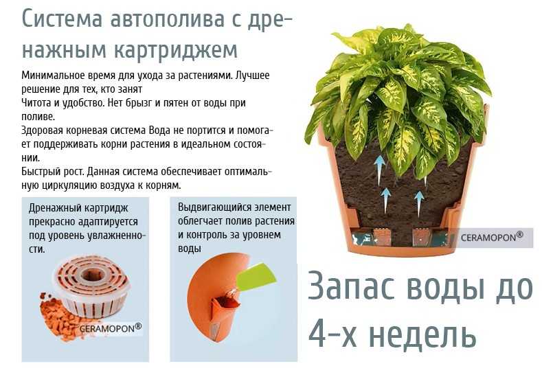 Как выбрать горшок для комнатного растения: подробная инструкция, основные отличия от кашпо