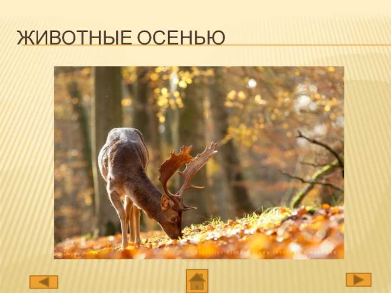 Интересные факты для детей про животных ✅ блог iqsha.ru