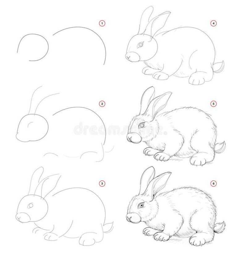 Как нарисовать кролика поэтапно карандашом (49 фото) - легкие мастер-классы по рисованию кролика
