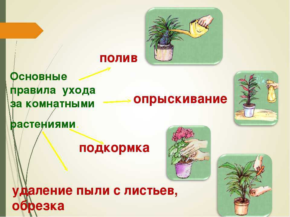 Картинки как ухаживать за комнатными растениями для детей