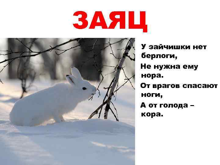 Враги зайца. Заяц зимой в лесу. Как зимует заяц. Зайцы зимой живут возле деревни впр ответы