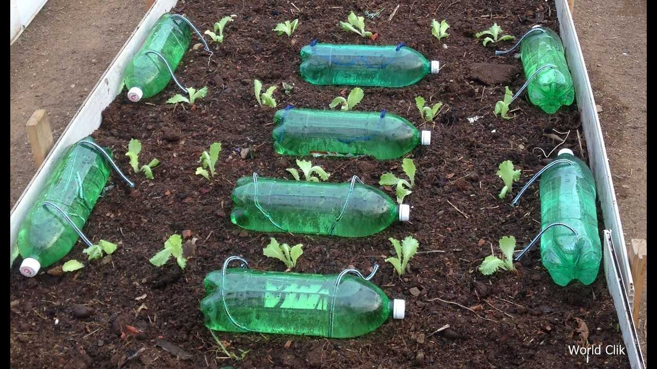 Как сделать капельный полив из пластиковых бутылок на одну неделю