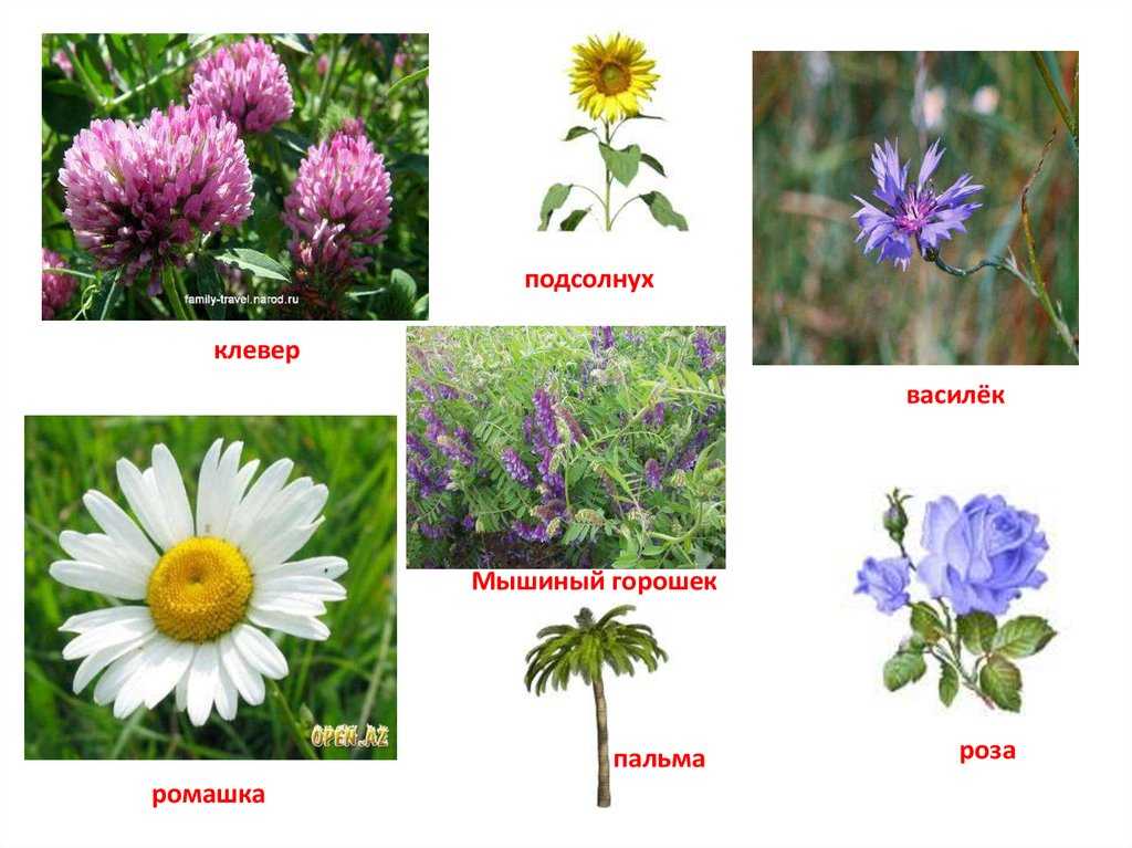 Полевые и луговые цветы и травы (130 фото) – каталог с названиями | огородникам инфо