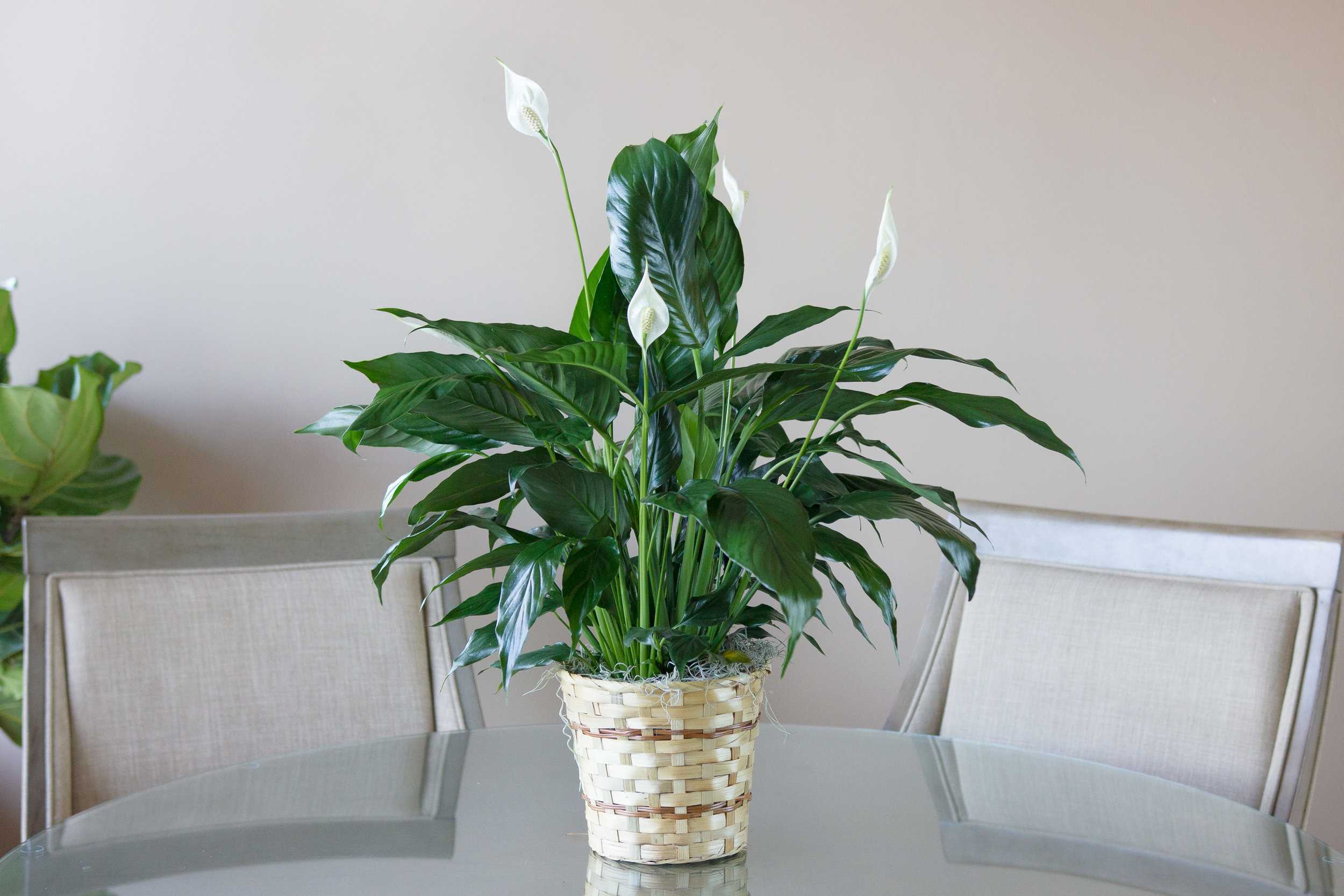 Спатифиллум цветок уход в домашних условиях фото