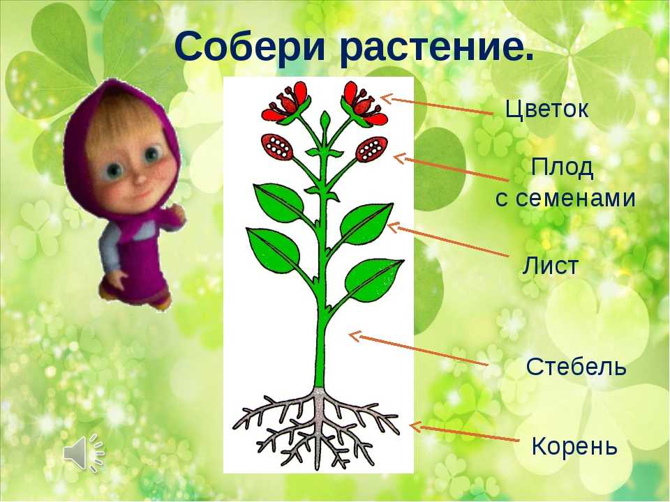 Опыты с растениями - интересная биология для школьников
