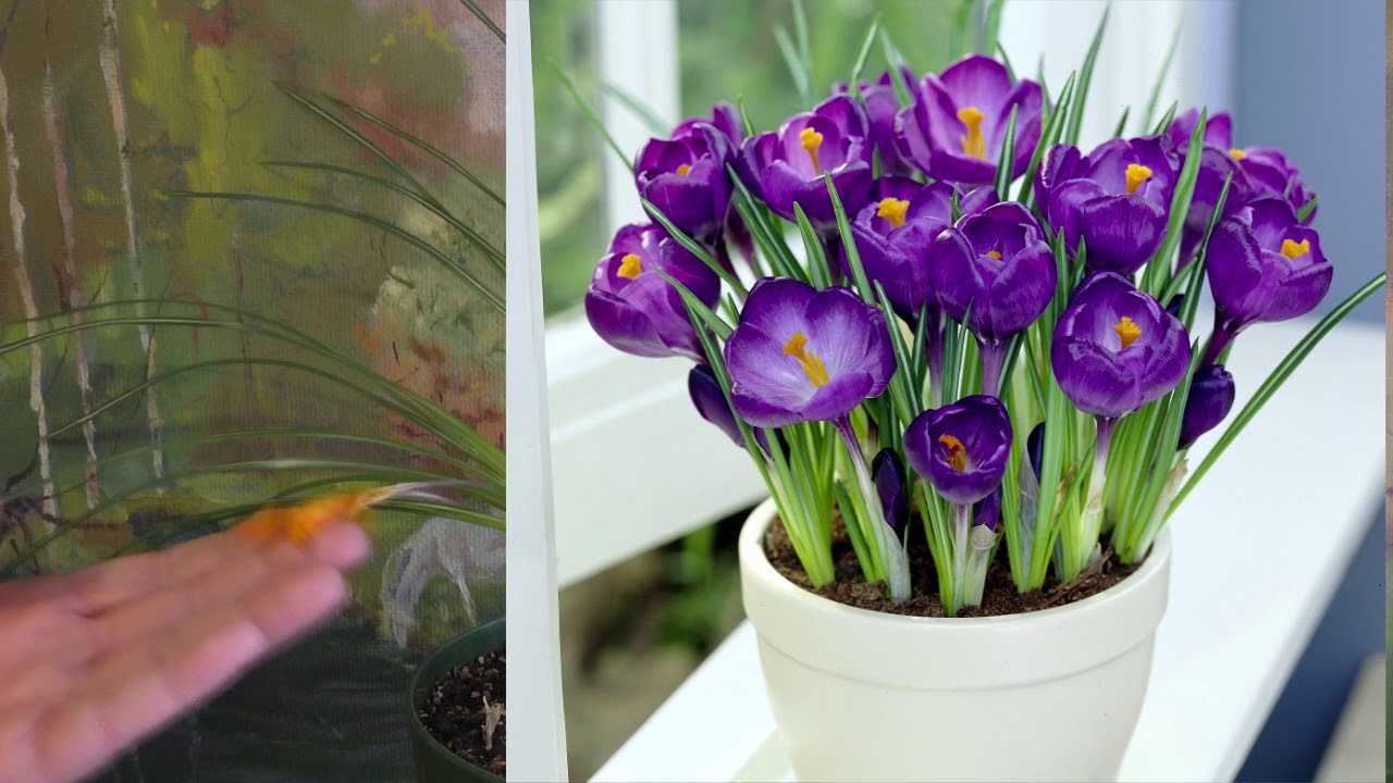 Крокус (шафран): как правильно ухаживать за цветком в домашних условиях :: инфониак