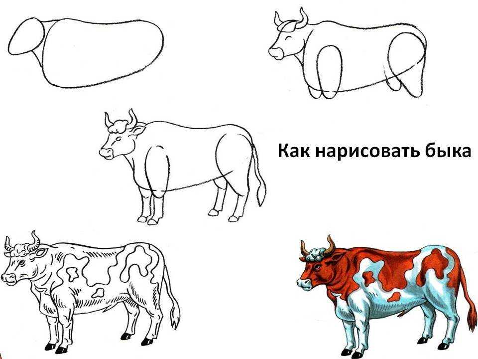 Рисунок быка карандашом для срисовки