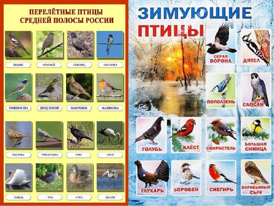 Известные перелетные и зимующие птицы россии
