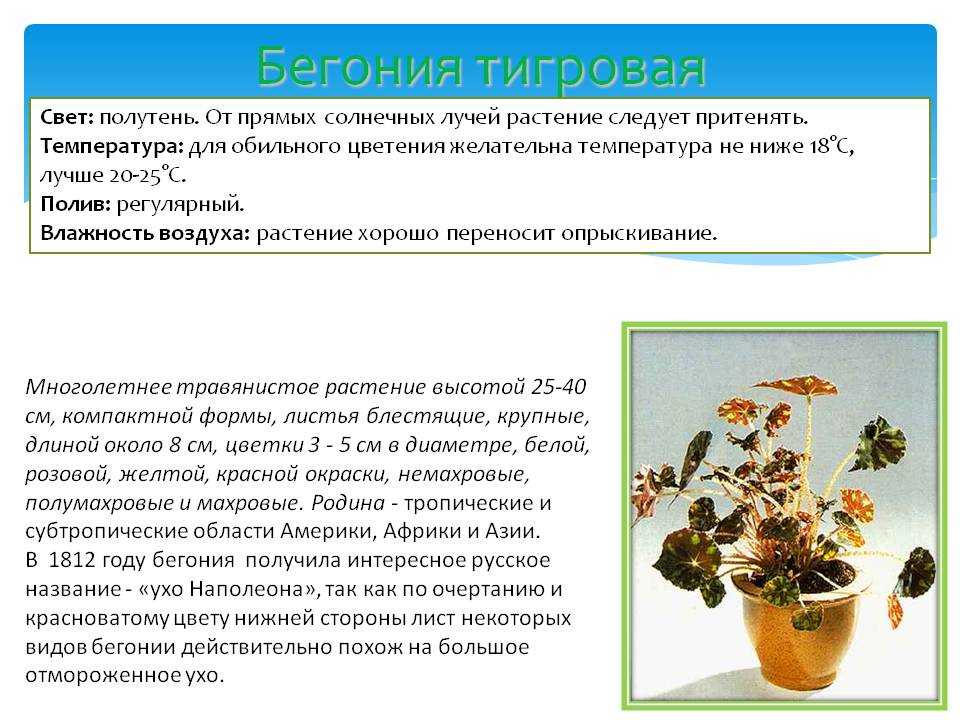 Бегония: уход в домашних условиях, посадка, размножение, виды и сорта, фото