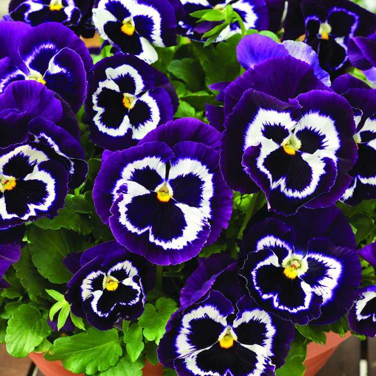 Виола цветы многолетние фото выращивание и уход