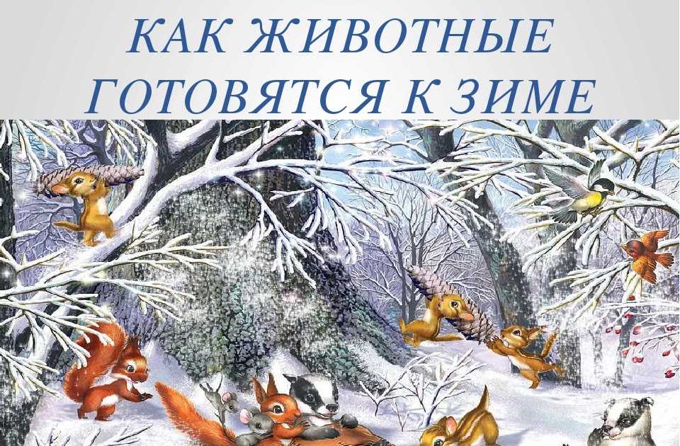 Как звери готовятся к зиме: сказки, рассказы, картинки, опыты