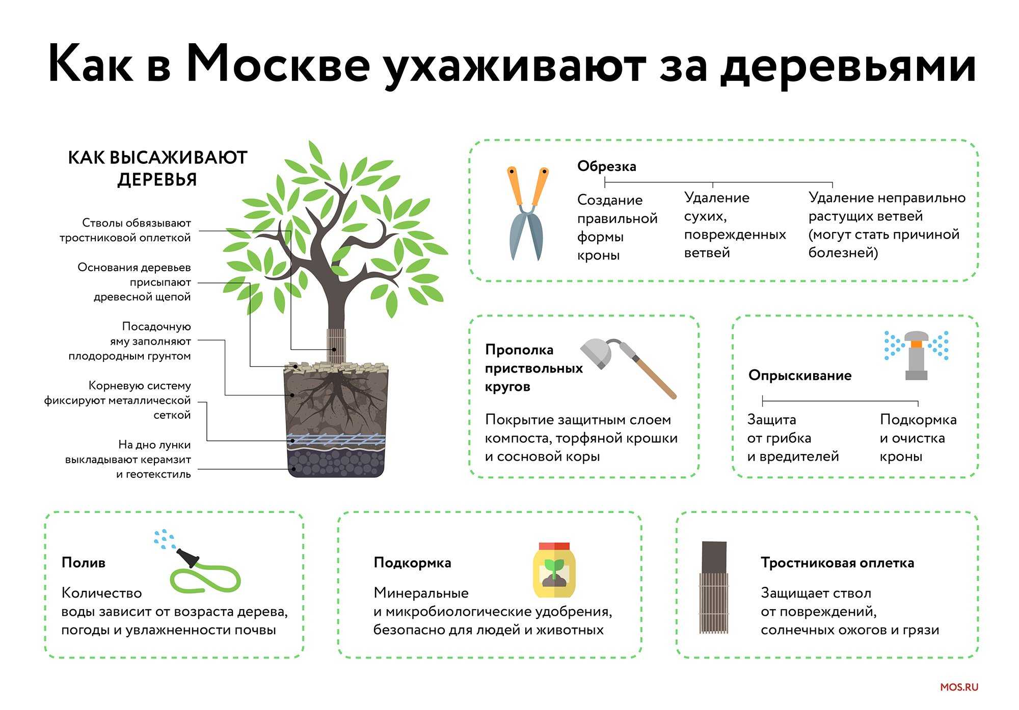 Правила и сроки высадки плодовых деревьев