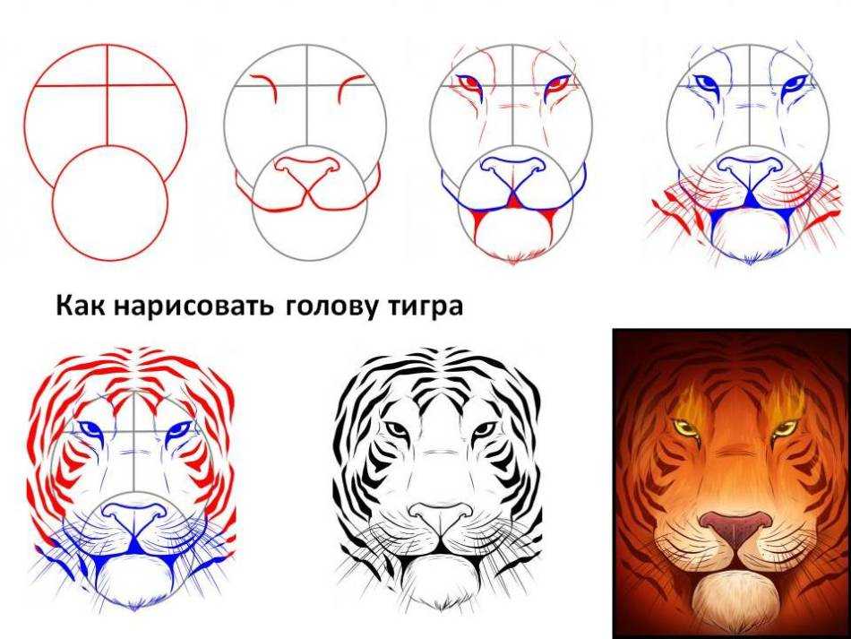 Как нарисовать тигра. как нарисовать маленького тигра