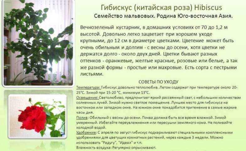 Цикламен: выращивание и уход в домашних условиях