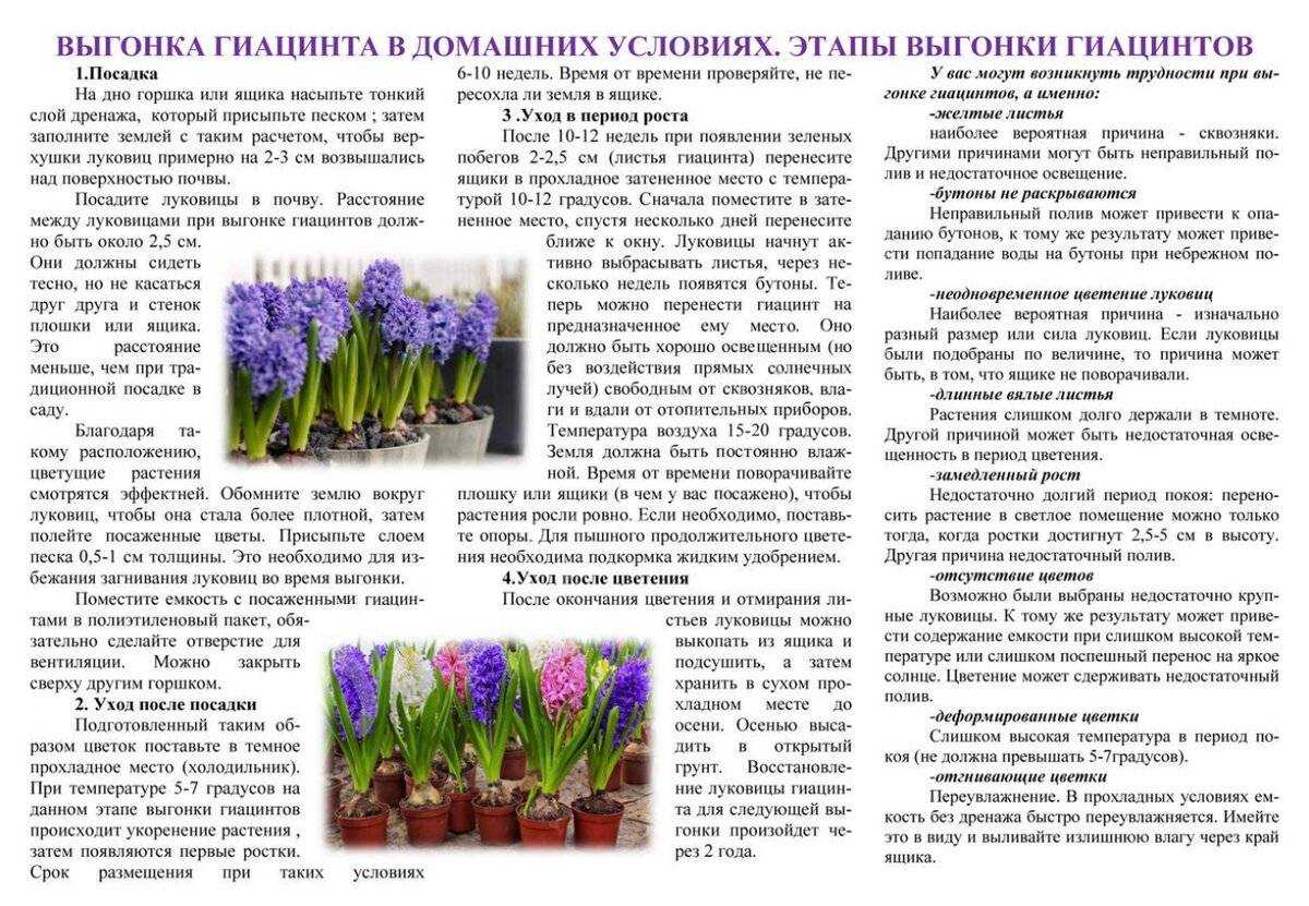Гиацинт - посадка и уход, выгонка - как выращивать цветок в домашних условиях