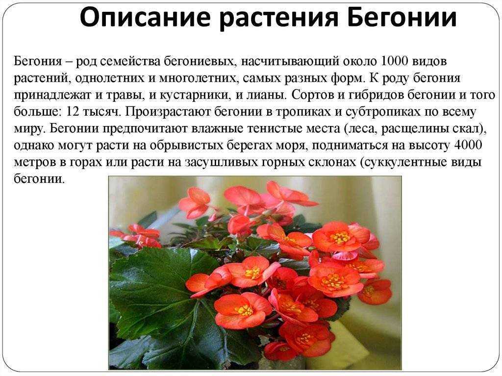 Бегония: уход в домашних условиях, описание, способы размножения комнатного растения, и как ухаживать за цветком в горшке?