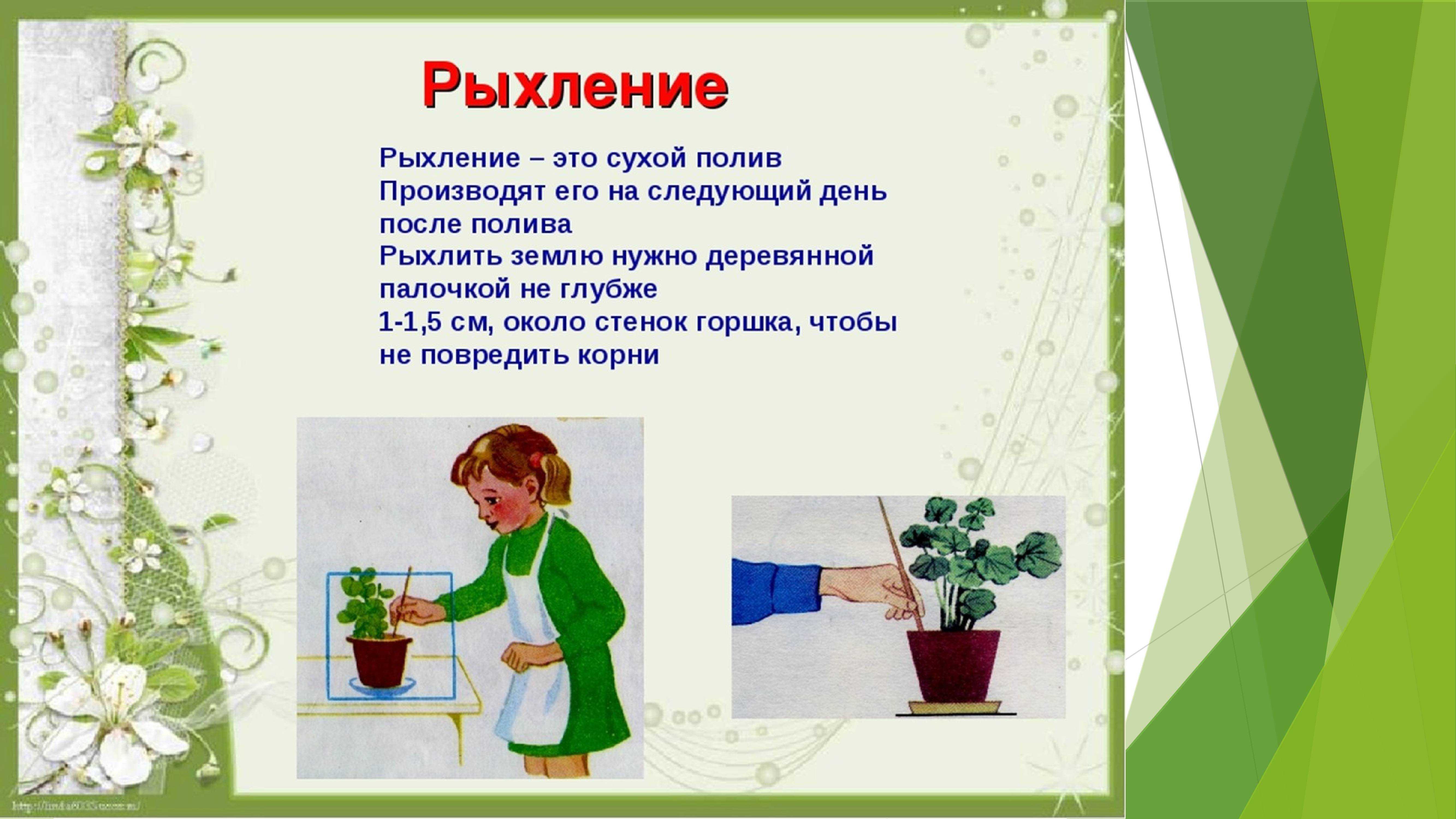 Как летом ухаживать за комнатными растениями?