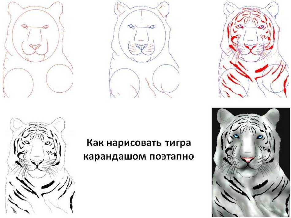 Рисунки тигра на новый год 2022: как нарисовать символ года поэтапно