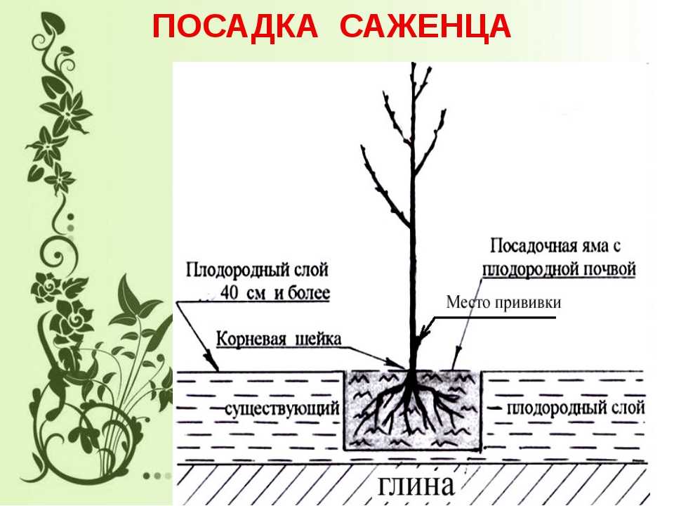 Схема посадки дерева