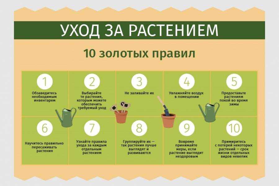 Разведение домашних цветов в горшках: как ухаживать за растениями в домашних условиях, рекомендации по выращиванию и правильной подкормке комнатных цветков