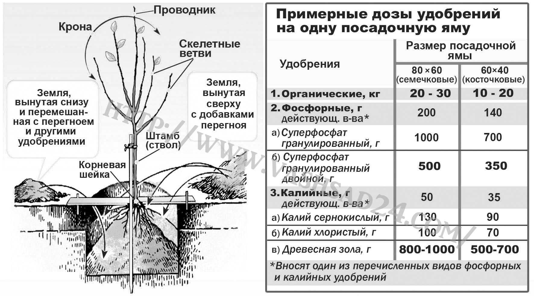 Схема подкормки абрикоса