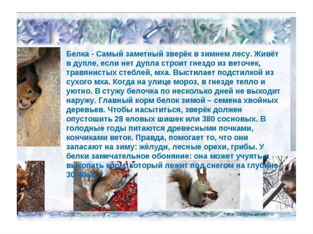 Как не потерять молодые саженцы плодовых зимой? утепление, мульчирование, защита от грызунов и морозобоин. фото — ботаничка