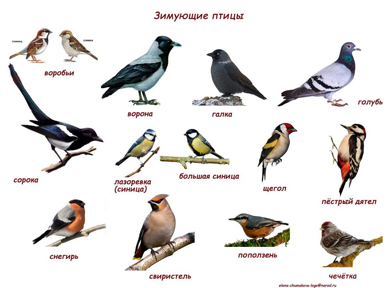 Картинки зимующих птиц с названиями для детей