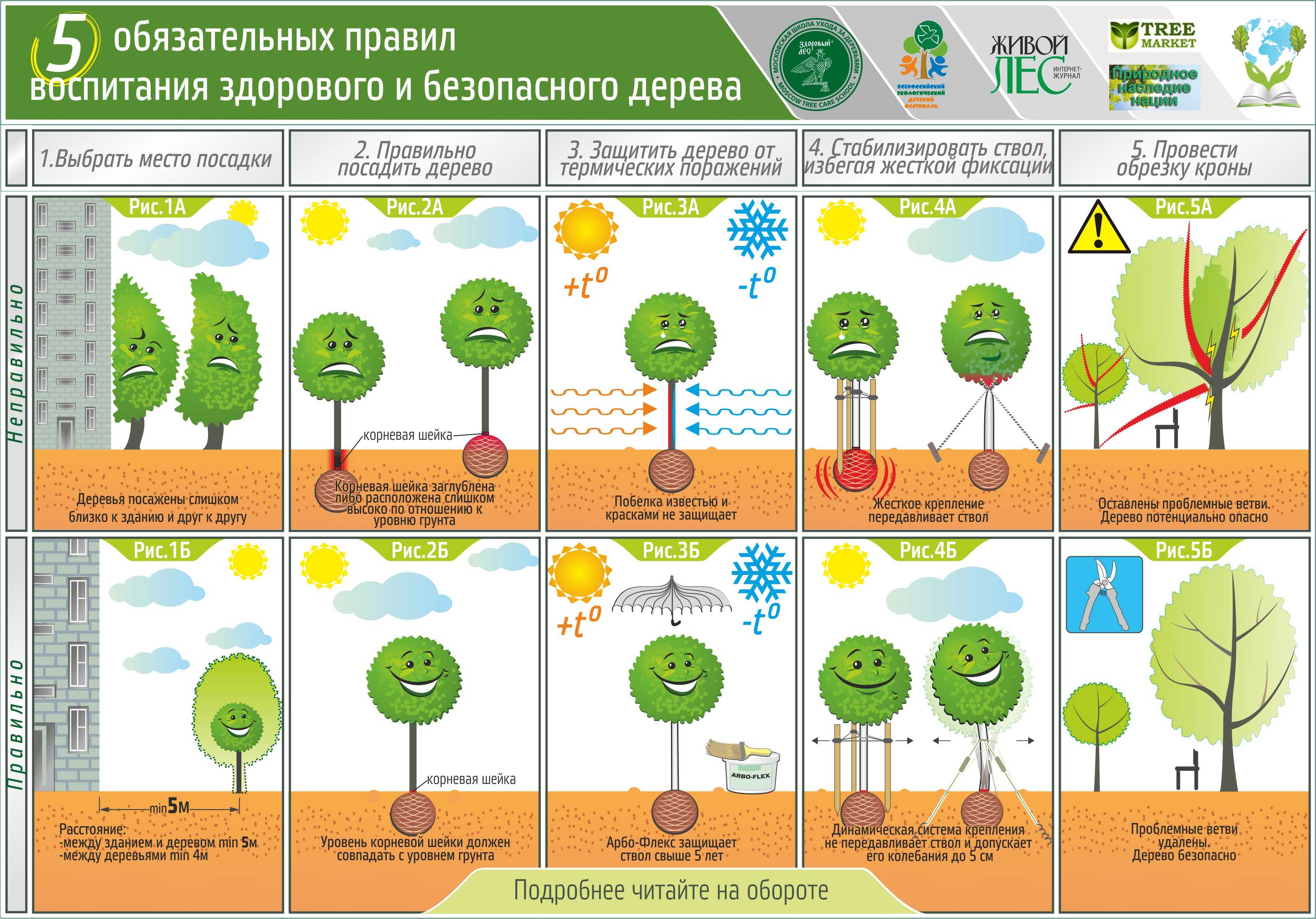 Как лучше сажать деревья на участке схема фото