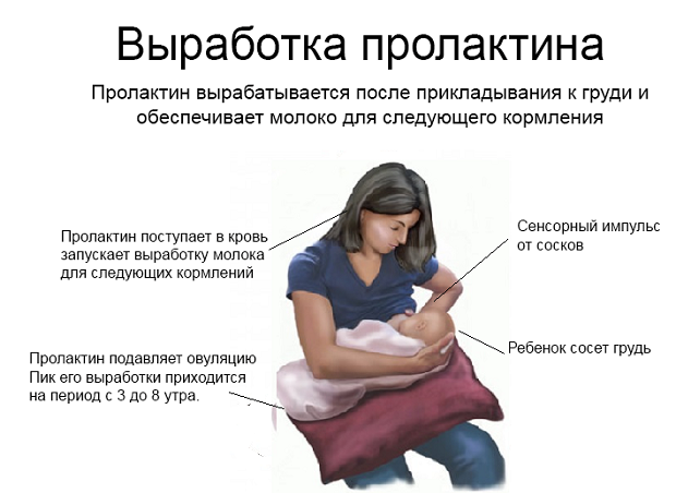 Что такое длительное грудное вскармливание