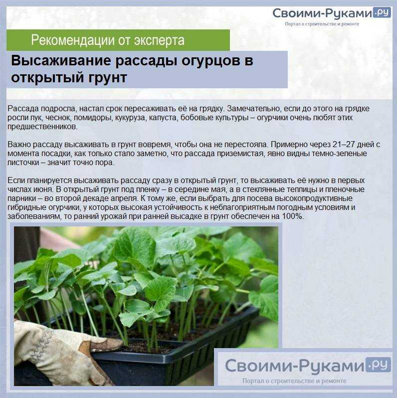 Выращивание огурцов на рассаду: когда сажать и каковы правила ухода за саженцами