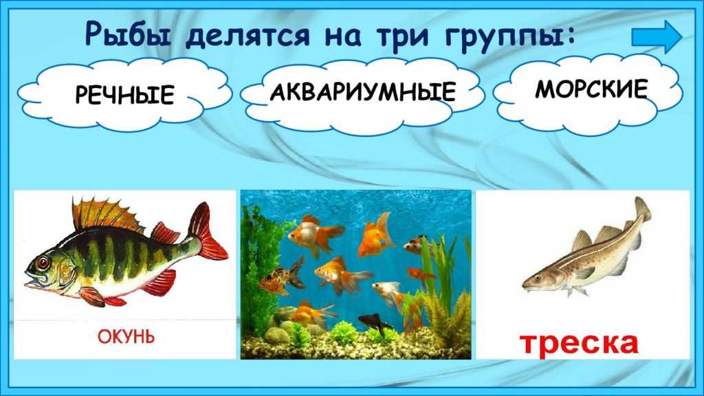 Поведение рыбы зимой с приходом зимы в жизни рыбы происходит много изменений, и основной из них – это изменение пищевых пристрастий. большинство рыб, которых можно поймать зимой, мечут икру весной, по
