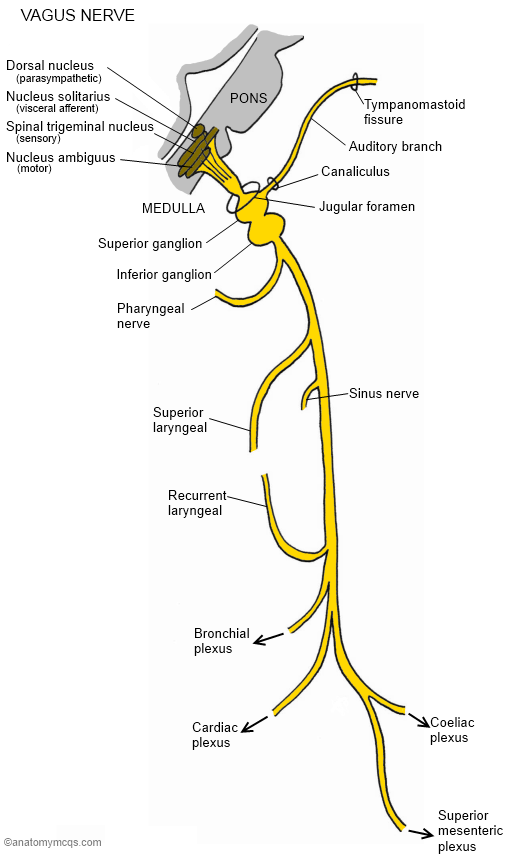 Блуждающий нерв нерв анатомия. Блуждающий нерв nervus Vagus. Вагус нерв анатомия схема. Схема блуждающего нерва анатомия.
