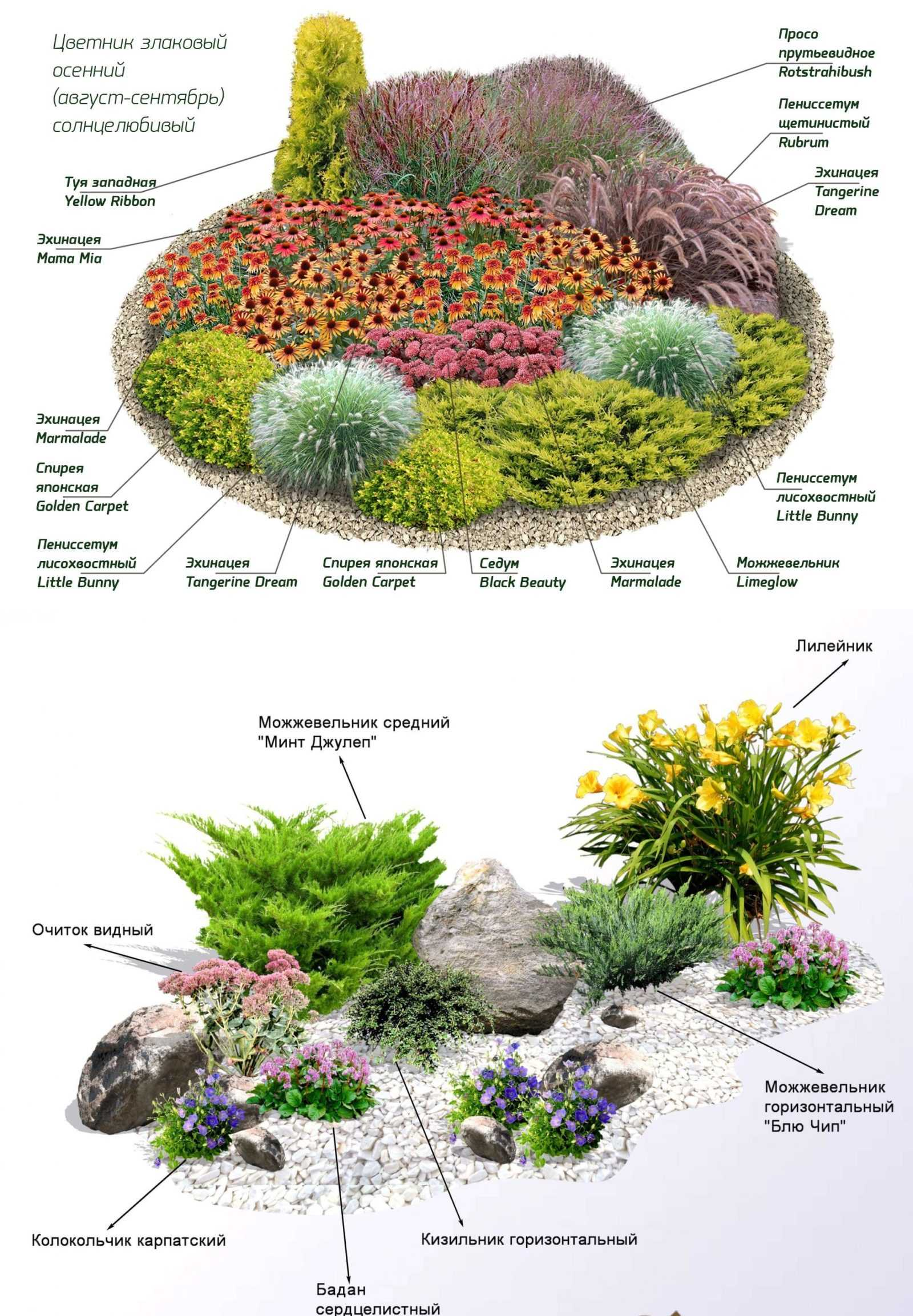 Клумба схема с названиями цветов многолетников