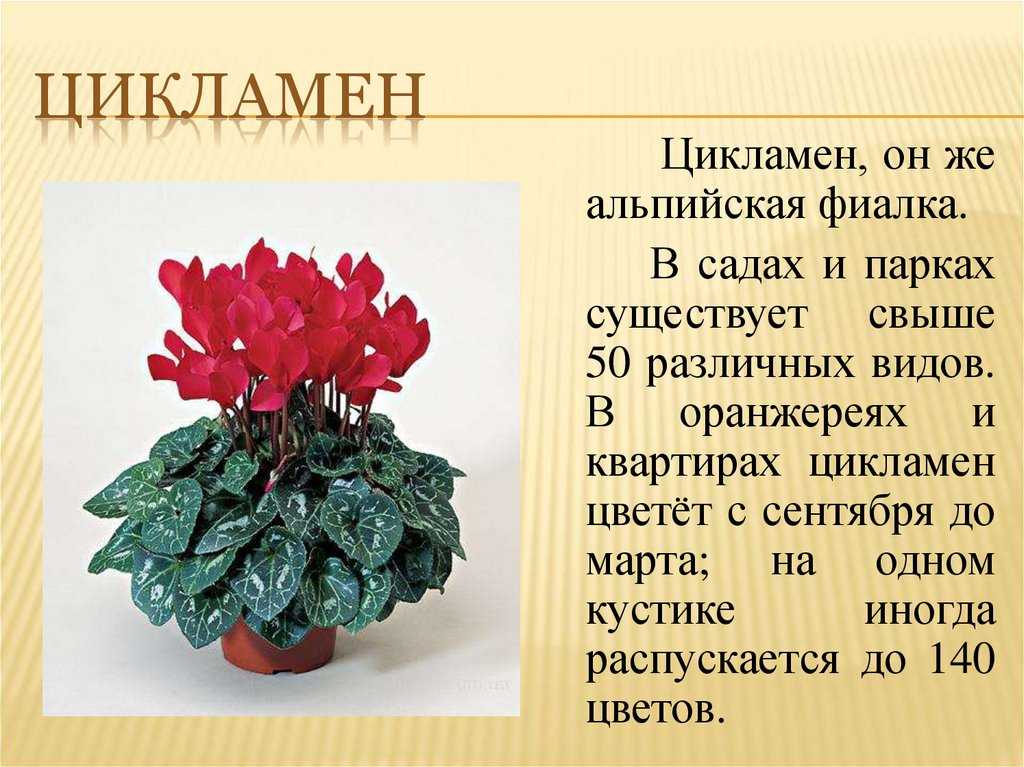 Описания комнатных цветов. Декоративно цветущие - сенполия, Азалия, бегония, цикламен. Цикламен Альпийская фиалка примета. Традесканцию цикламен Кактус. Цикламен персидский приметы.