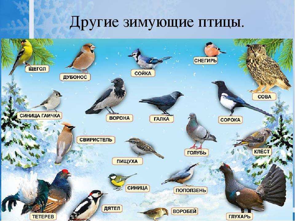 Зимующие птицы россии с названиями и фото для детей всех групп | список птиц