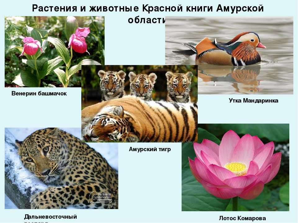 24 вида животных, названные в честь знаменитых людей • всезнаешь.ру