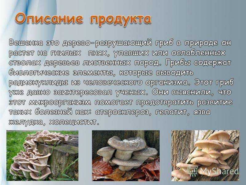 Можно ли детям давать грибы и какие?