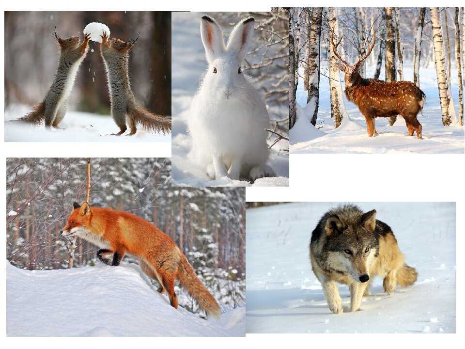 Как животные готовятся к зиме.