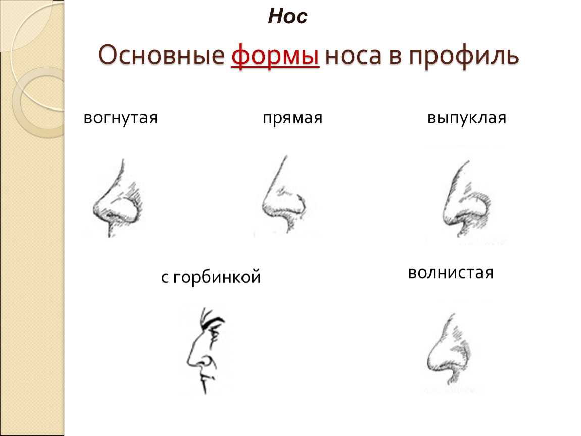 Форма носа и характер (прямой, большой, длинный, с горбинкой, вздернутый и т.д.)