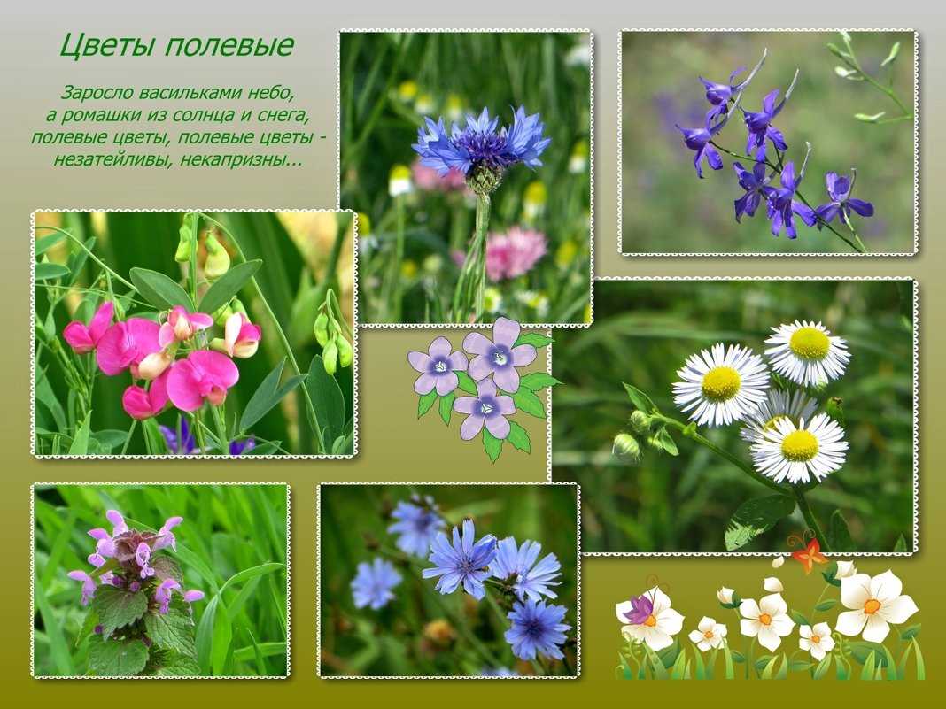 Стихи про цветы для детей современных поэтов и русских классиков